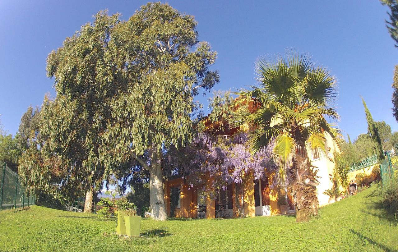 Des Orgues De La Sybille Eucalyptus *